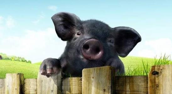 金寨黑毛猪养殖场