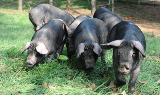 金寨黑毛猪养殖场