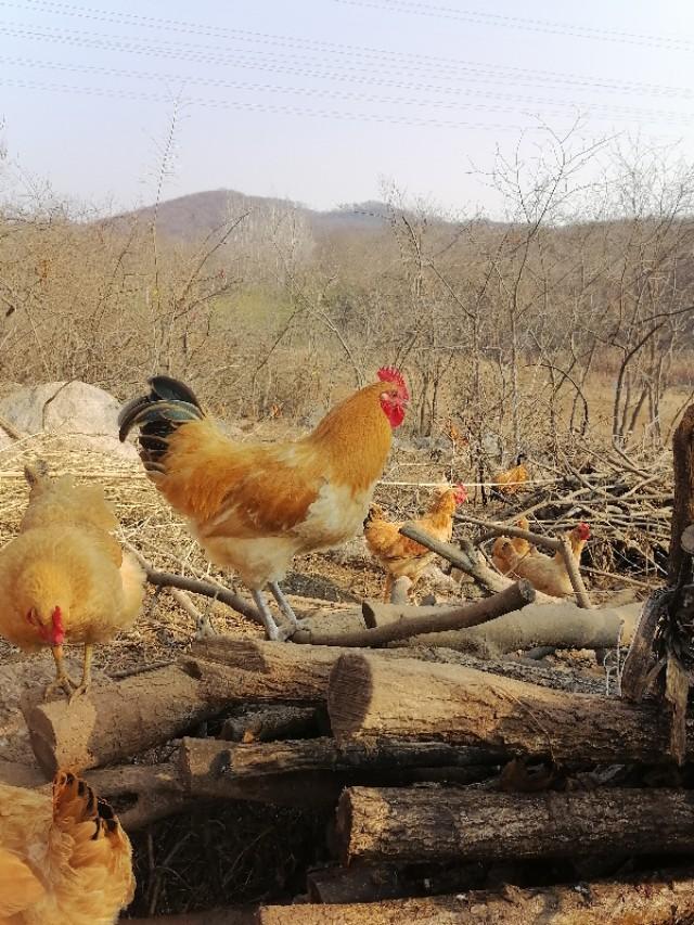 散养生态鸡