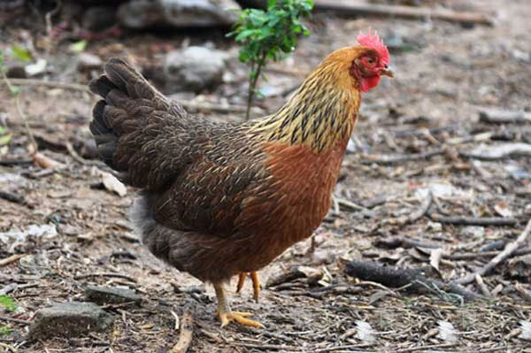 土鸡